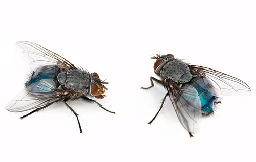 mosca-azul-blava