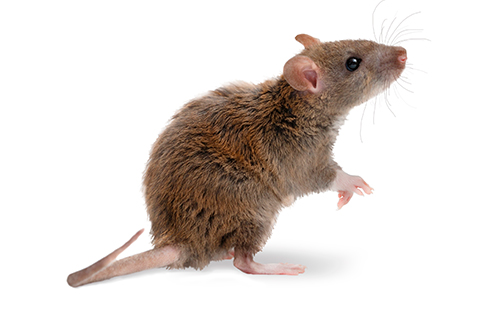 Rata grisa o rata de claveguera