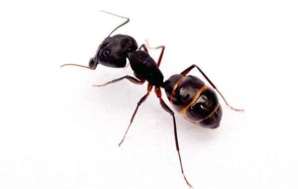 Hormiga negra, Común o de Jardín