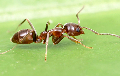 formiga-argentina-hormiga