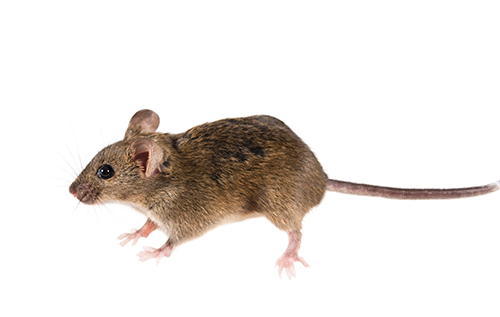 Ratón común o doméstico