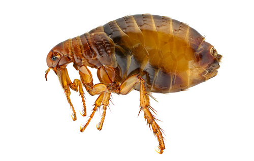 centricplagues-especies-pulga-puces